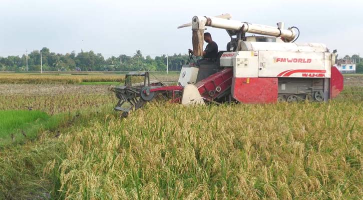 হার্ভেস্টার নিয়ে কৃষককে জিম্মি, কম দামে ধান কিনছে সিন্ডিকেট